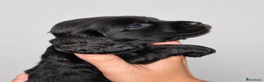 Cocker Spaniel 1