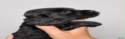 Cocker Spaniel dogs for sale: Sagrisieo’s KC Show type Cocker Spaniels - Advert 14