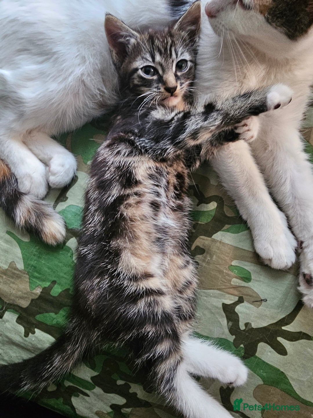 Munchkin cats for sale: Cute addorable kitten ready to leave immediately  in London - Image 4