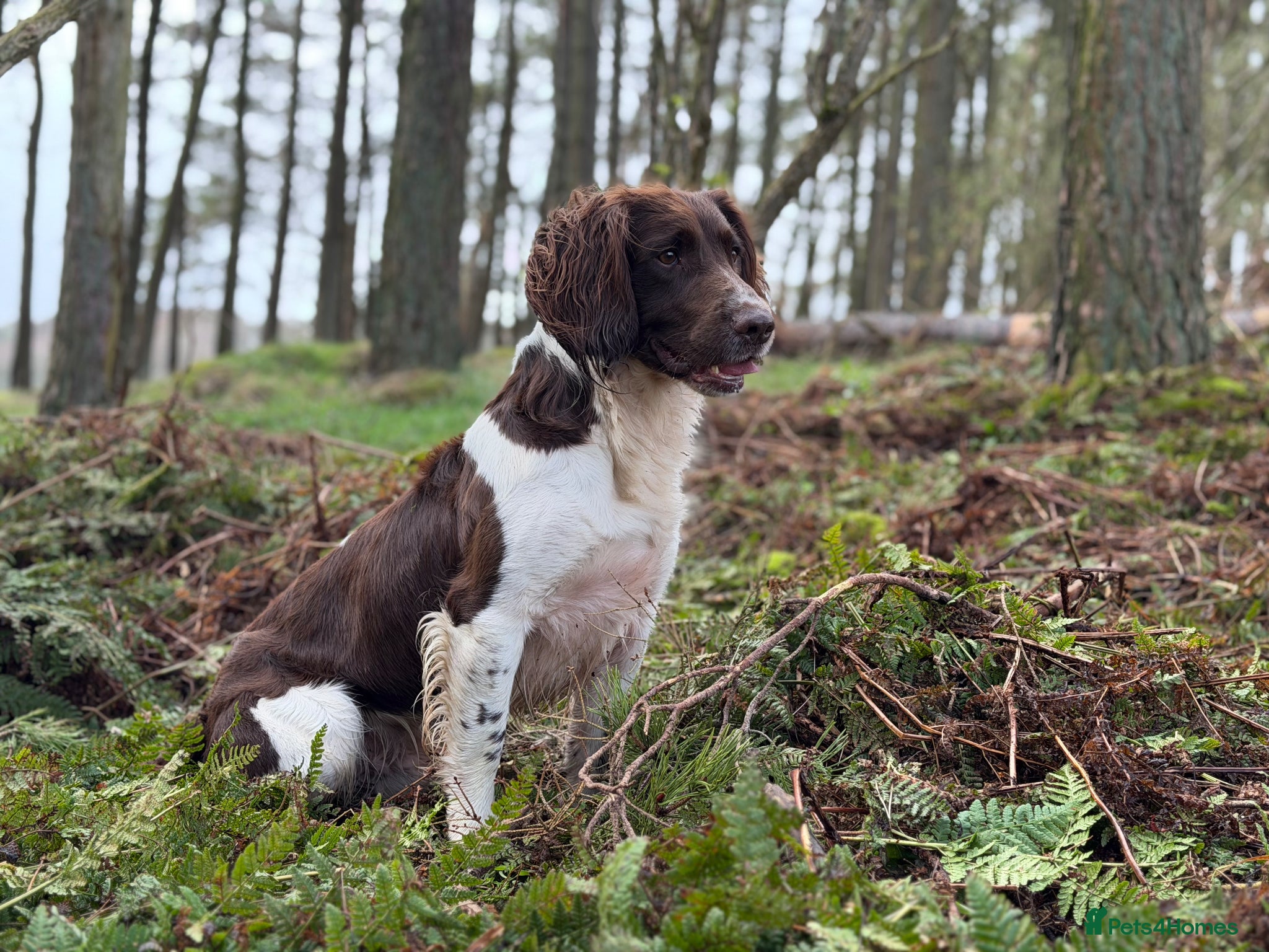 English Springer Spaniel dogs for stud: Heavily Marked Health Tested L/W Springer Stud - Advert 3