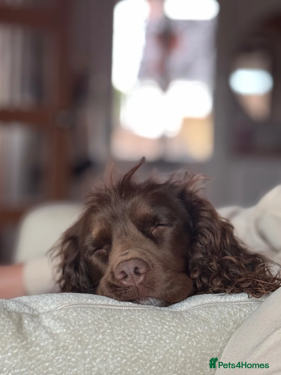 Cocker Spaniel dogs for sale: LAST ONE Cocker Spaniel Puppy. **Ready to go** - Advert 7