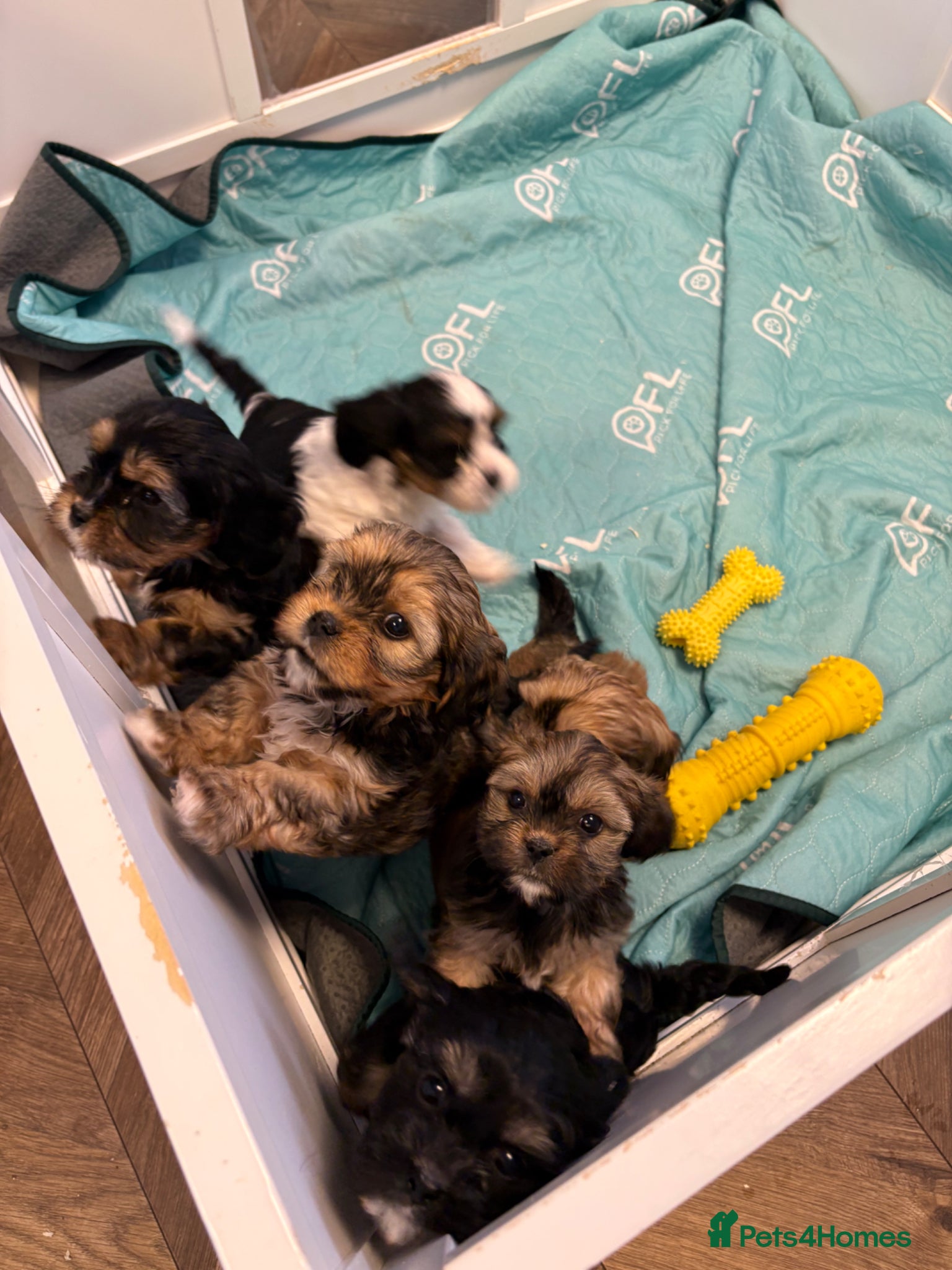 Mixed Breed dogs F1 Lhasaliers ✨ - Advert 1