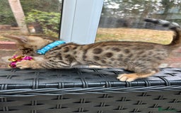 Bengal cats for sale: Gorgeous Pure Bengal Kittens Ready To Go! ❤️ - Image 37