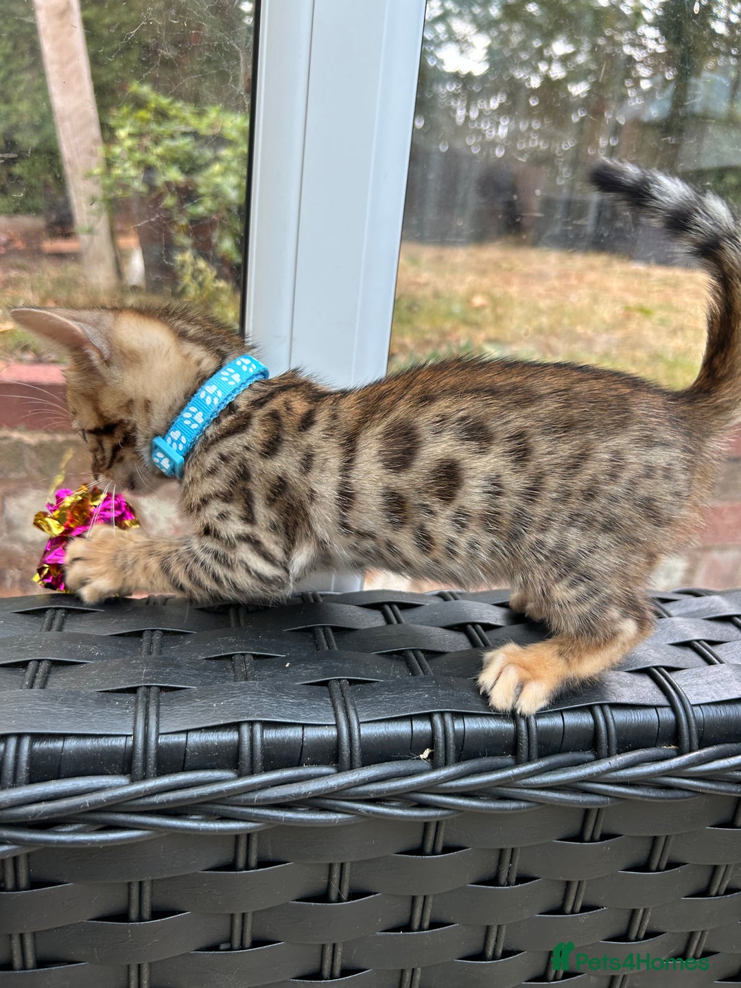 Bengal cats for sale: Gorgeous Pure Bengal Kittens Ready To Go! ❤️ - Image 37