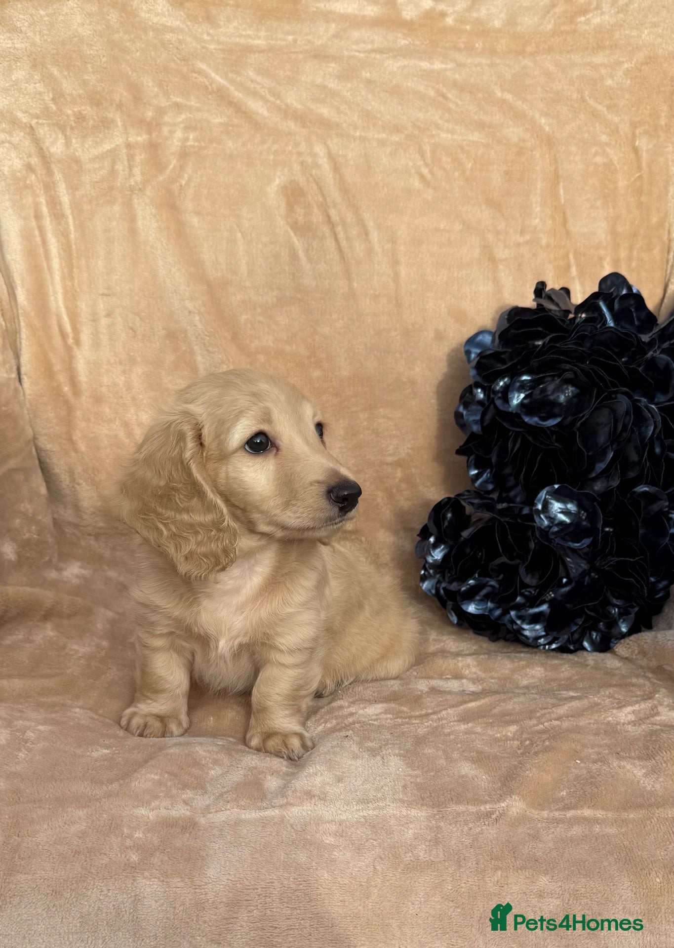 Miniature Dachshund dogs Last cream,white gorgeous boy available KC reg .  - Advert 10