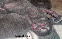 British Shorthair cats for sale:  Gccf British shorthair kittens champion lines 🏆 - Image 29