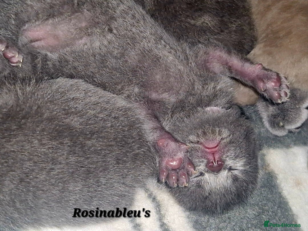 British Shorthair cats for sale:  Gccf British shorthair kittens champion lines 🏆 - Image 29