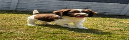 Sprocker dogs for sale: Working Sprocker Puppy - Advert 5