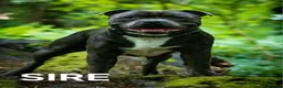 Staffordshire Bull Terrier dogs for sale: 8 Stunning staffie puppies  - Advert 8