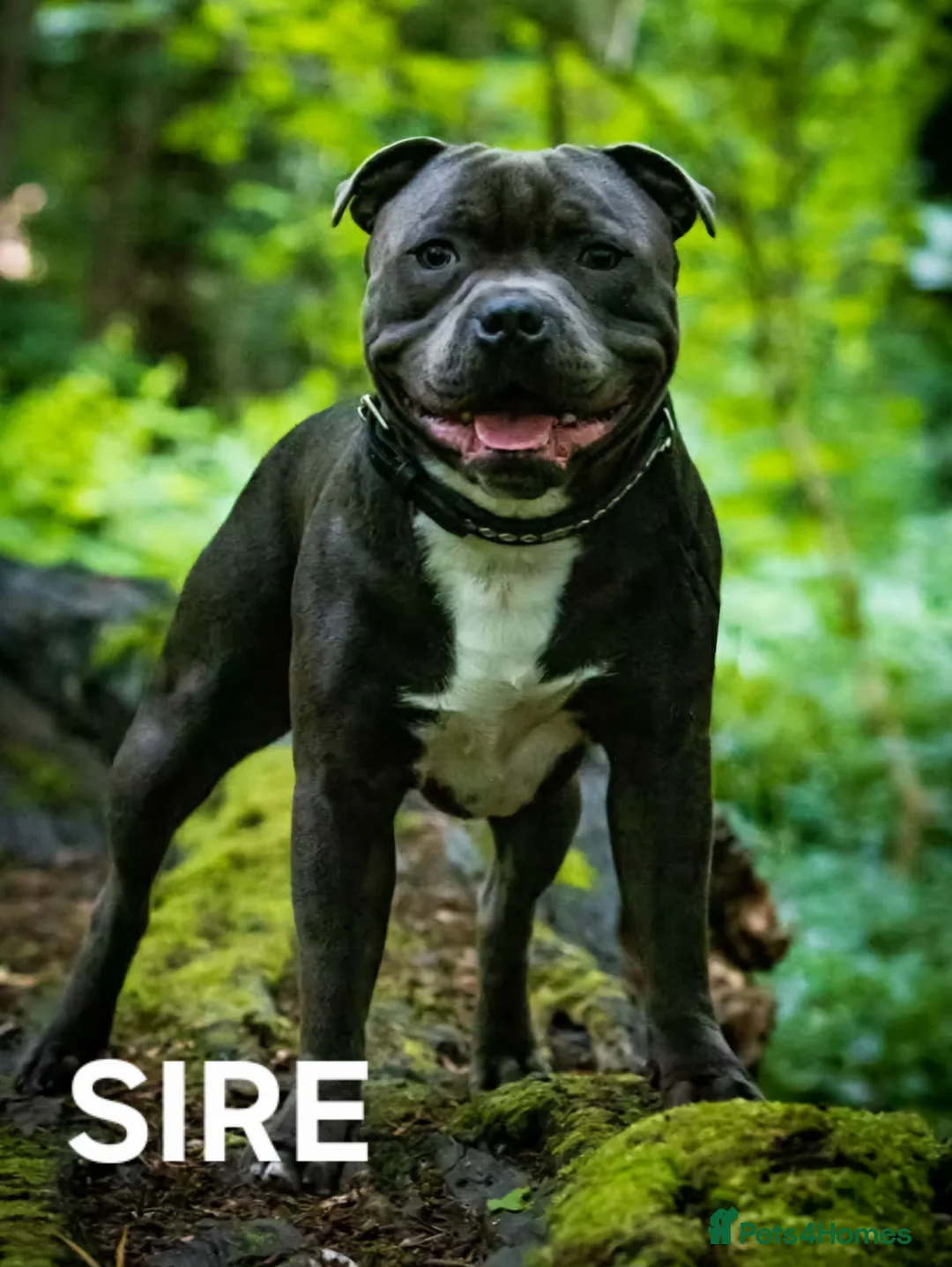 Staffordshire Bull Terrier dogs for sale: 8 Stunning staffie puppies  - Advert 8