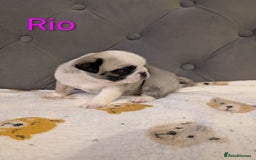 Pug dogs for sale: Pug Puppies - Image 2