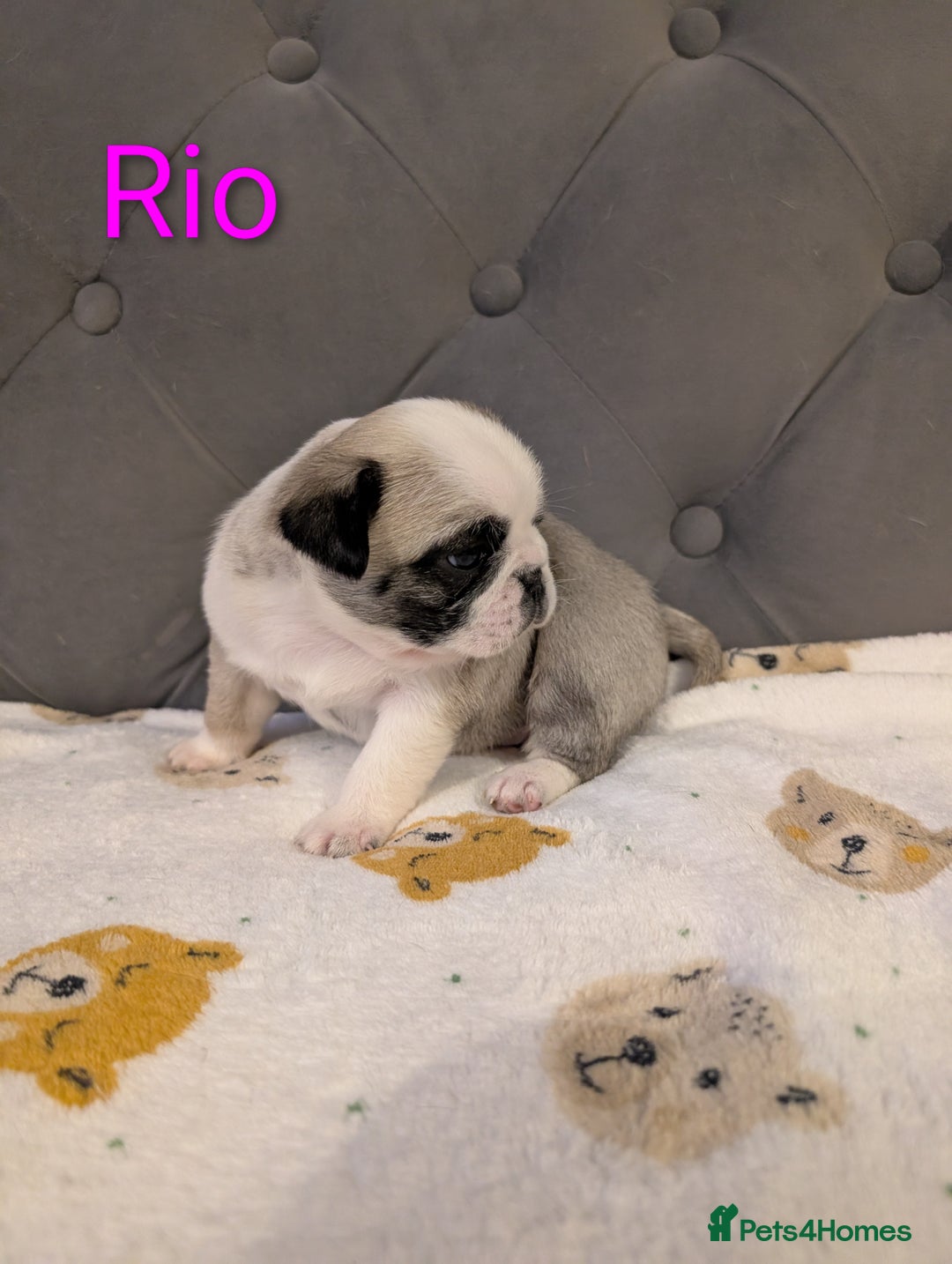Pug dogs for sale: Pug Puppies - Image 2