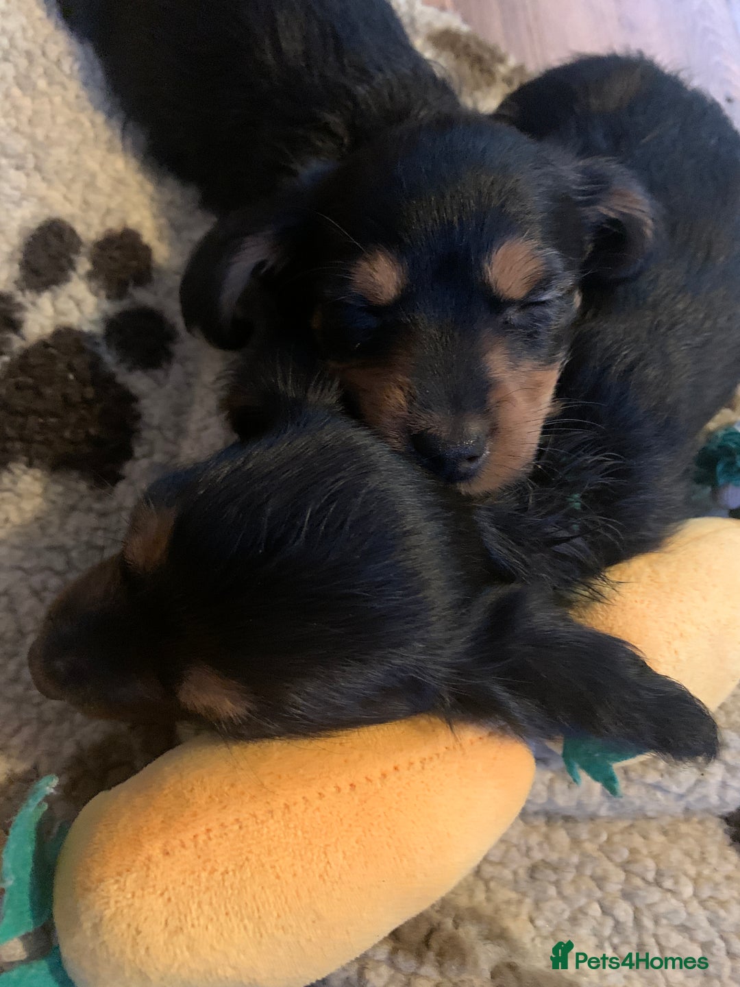 Mixed Breed dogs for sale: Yorkshire terrier x dachund x3 boys - Advert 6