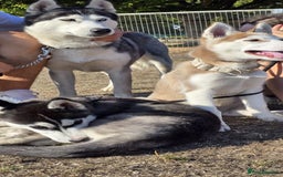 Siberian Husky dogs for sale: Just left 1 girls to reserve! SASHA in Southampton - Image 16