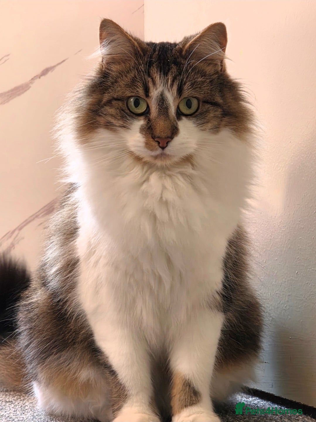 Norwegian Forest Cat cats Norwegian forest cat X marbled bengal - Advert 2