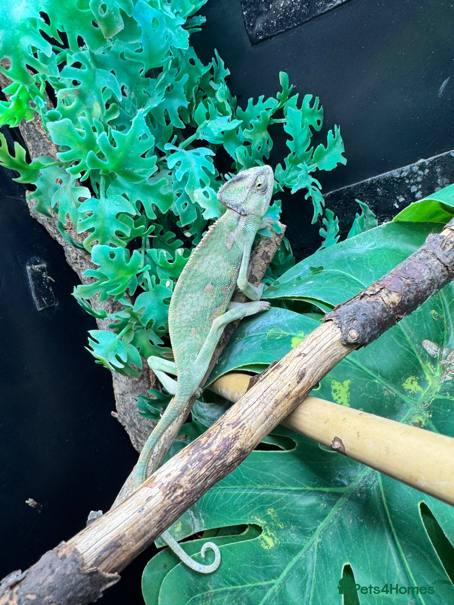Gecko reptiles Large selection of lizards available for rehome - Advert 1