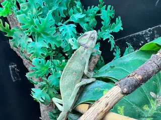 Gecko reptiles Large selection of lizards available for rehome - Advert 2