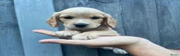 Cocker Spaniel dogs for sale: Working cocker spaniel puppies  - Advert 10