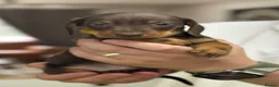 Miniature Dachshund dogs for sale: Miniature dachshund puppies 🐶  in Mansfield - Advert 7