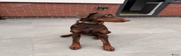 Dobermann dogs for sale: 1 year old Doberman Boy - Kc registered  - Advert 4