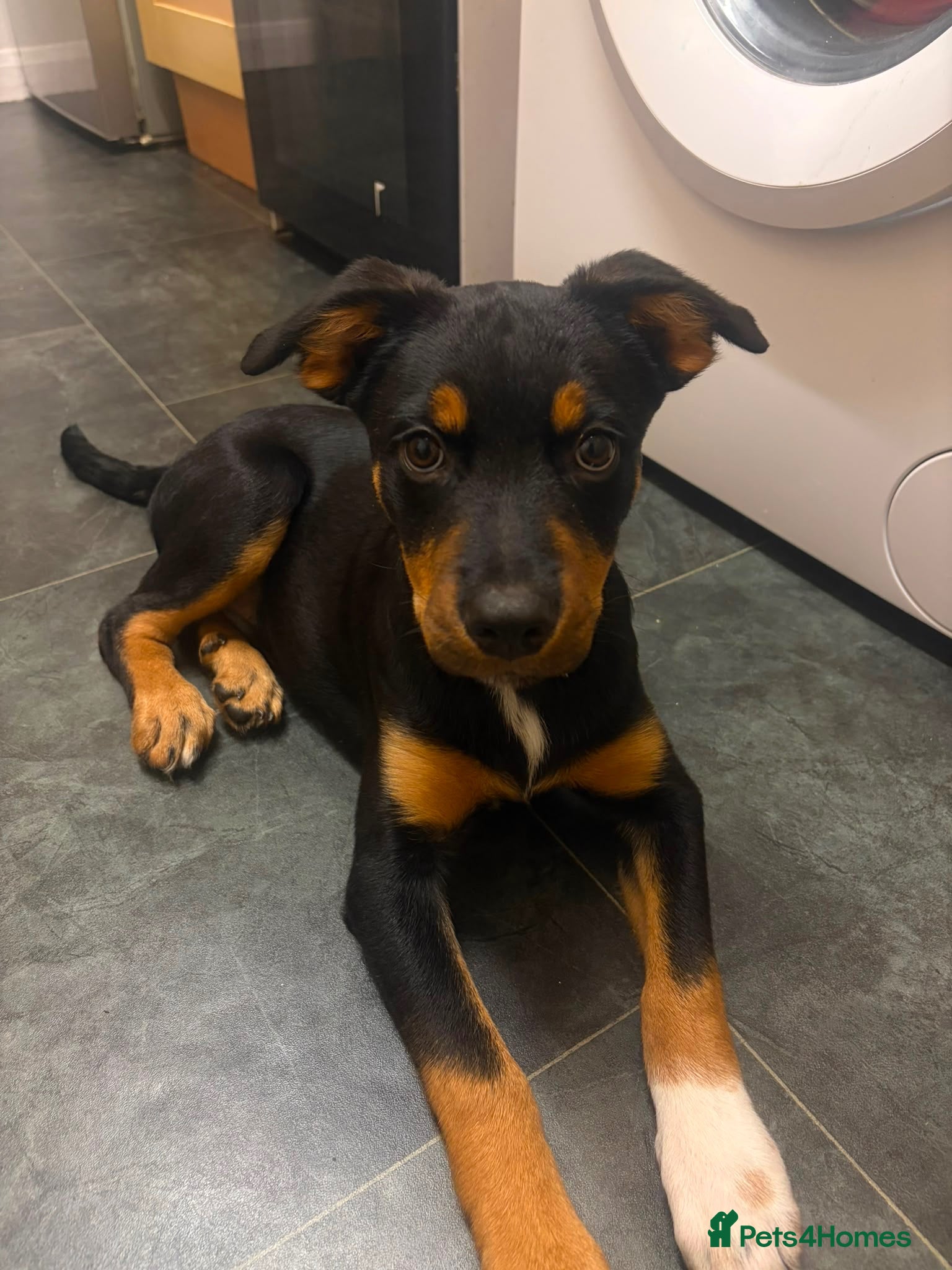Mixed Breed dogs Rottweiler mix border collie!  - Advert 7