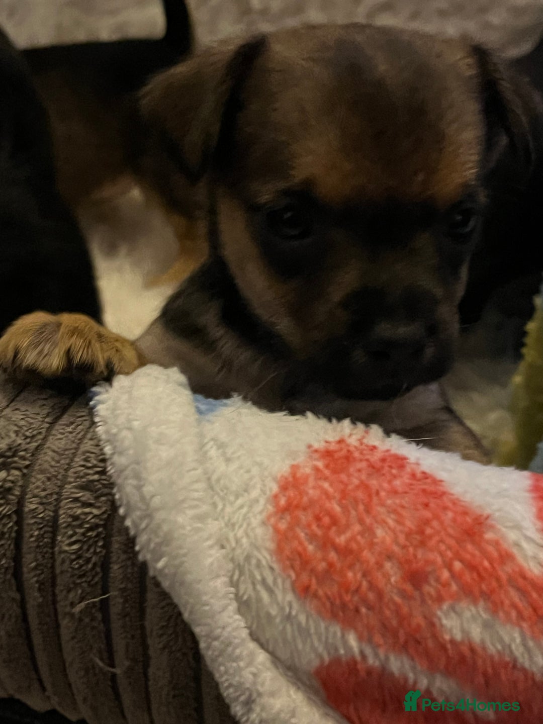 Mixed Breed dogs for sale: Stunning jack x borders ❤️❤️❤️ - Advert 7