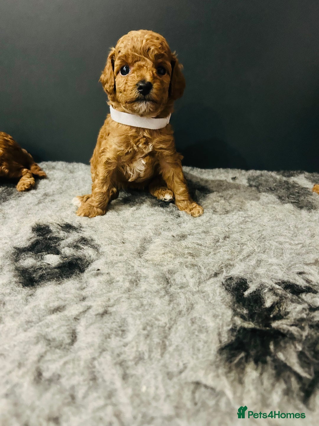 Toy Poodle dogs for sale: Tiny Toy Poodles - Advert 8