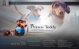 Dachshund dogs for stud: Miniature Dachshund Stud Kc registered & Pra clear in Stowmarket - Image 2