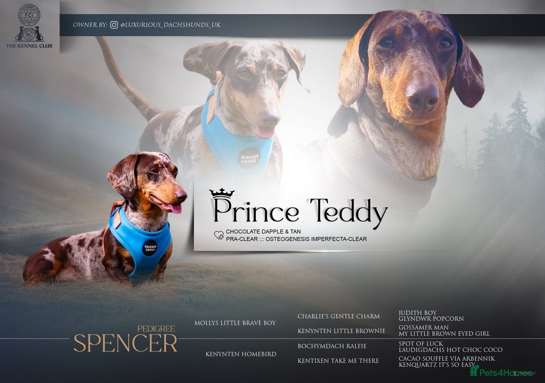 Dachshund dogs for stud: Miniature Dachshund Stud Kc registered & Pra clear in Stowmarket - Image 2