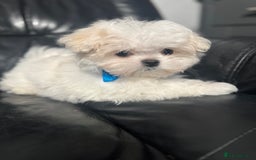 Maltese dogs for sale: 🤩Gorgeous little boy 🤩 - Image 6