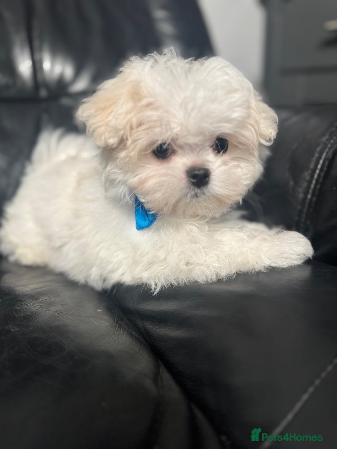 Maltese dogs for sale: 🤩Gorgeous little boy 🤩 - Image 6