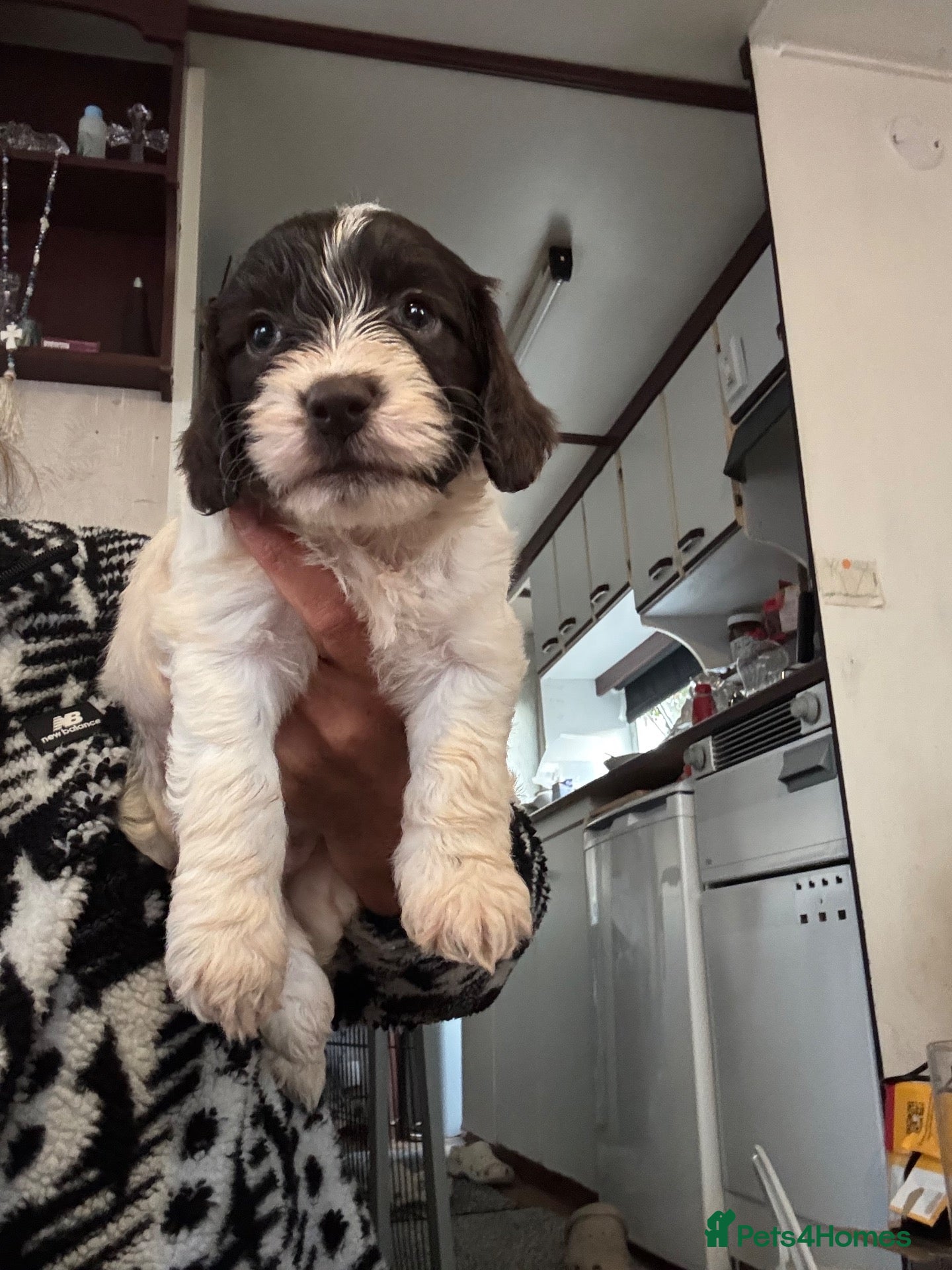 Cockapoo dogs Mini cockapoo health tested 3 available  - Advert 2