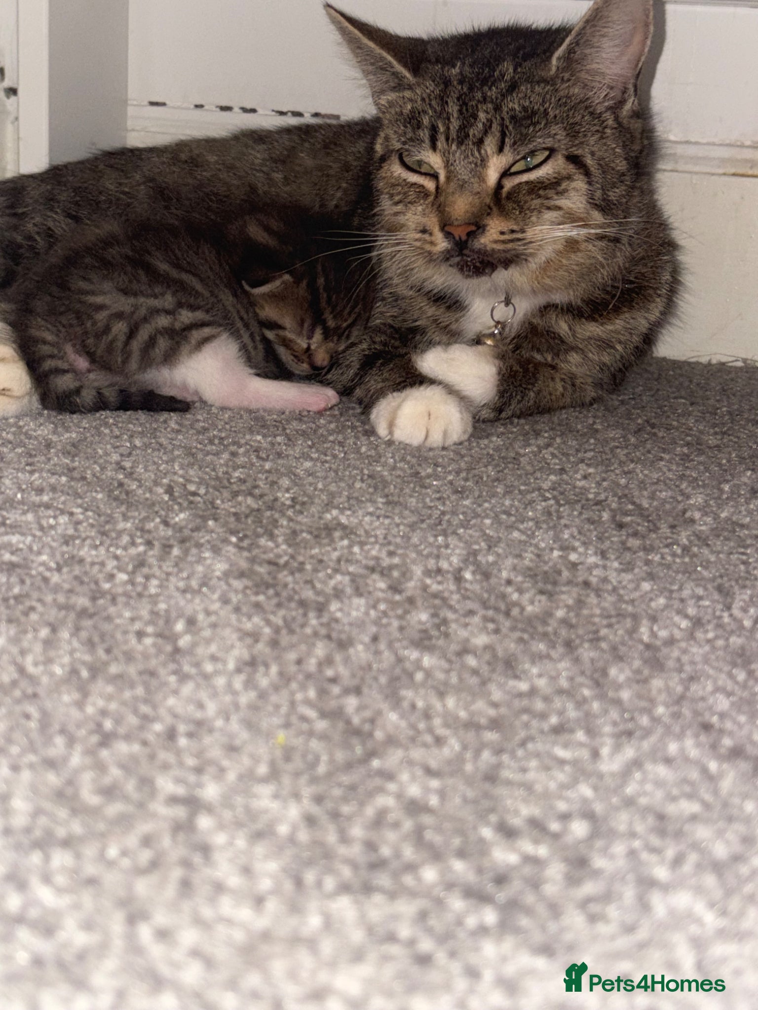 Mixed Breed cats for sale: 4 adorable kittens looking for forever homes 🏠  - Advert 2