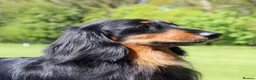 Miniature Dachshund dogs for sale: KC champion lines miniature LH dachshunds  - Advert 11