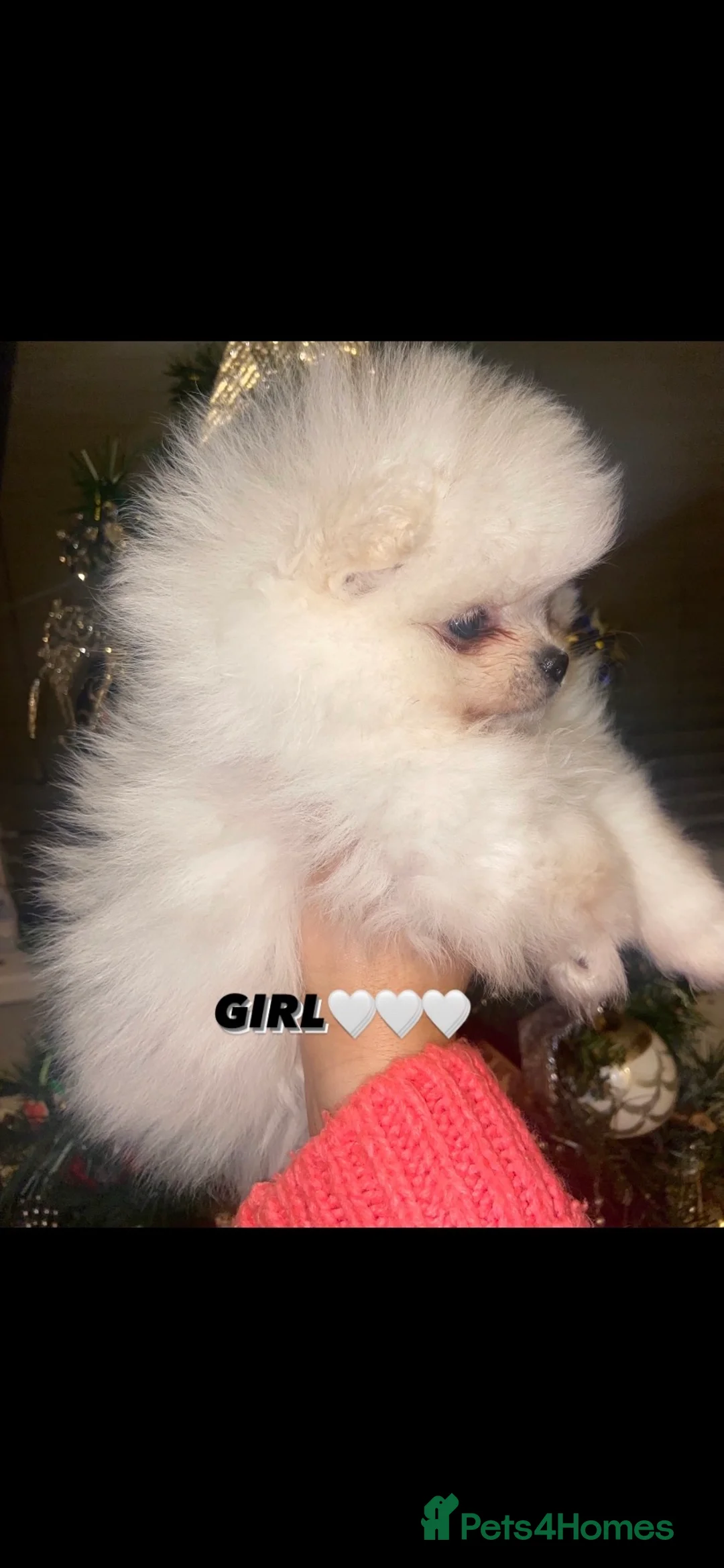 Pomeranian dogs for stud: Chaio Li Ya top champion lines stud dog kc reg in Ferryhill - Advert 10