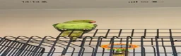 Ringnecks birds for sale: Indian Ringneck  in Stoke-on-Trent - Advert 7