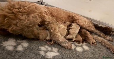 Double Doodle dogs Stunning Miniature Double Doodles - Advert 7