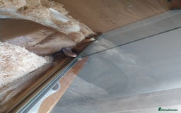 Corn Snake reptiles for sale: Grey Corn Snake and set up for sale - Advert 6