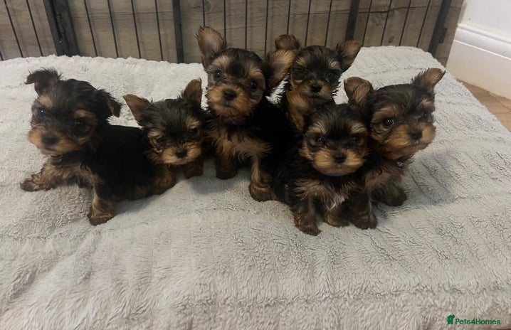 Yorkshire Terrier dogs - Advert 5