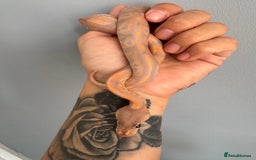 Python Snake reptiles for sale: Ball pythons, babies and adults various morphs - Image 5