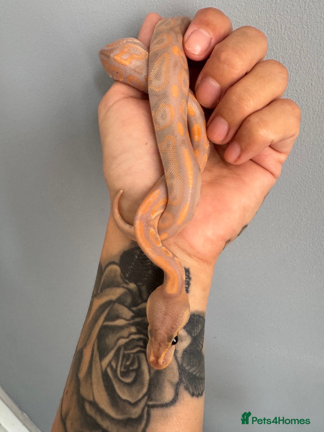 Python Snake reptiles for sale: Ball pythons, babies and adults various morphs - Image 5