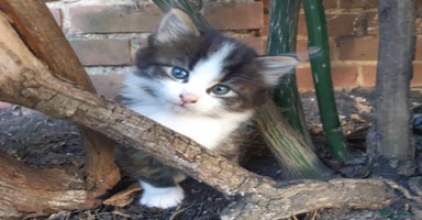 Mixed Breed cats - Advert 8