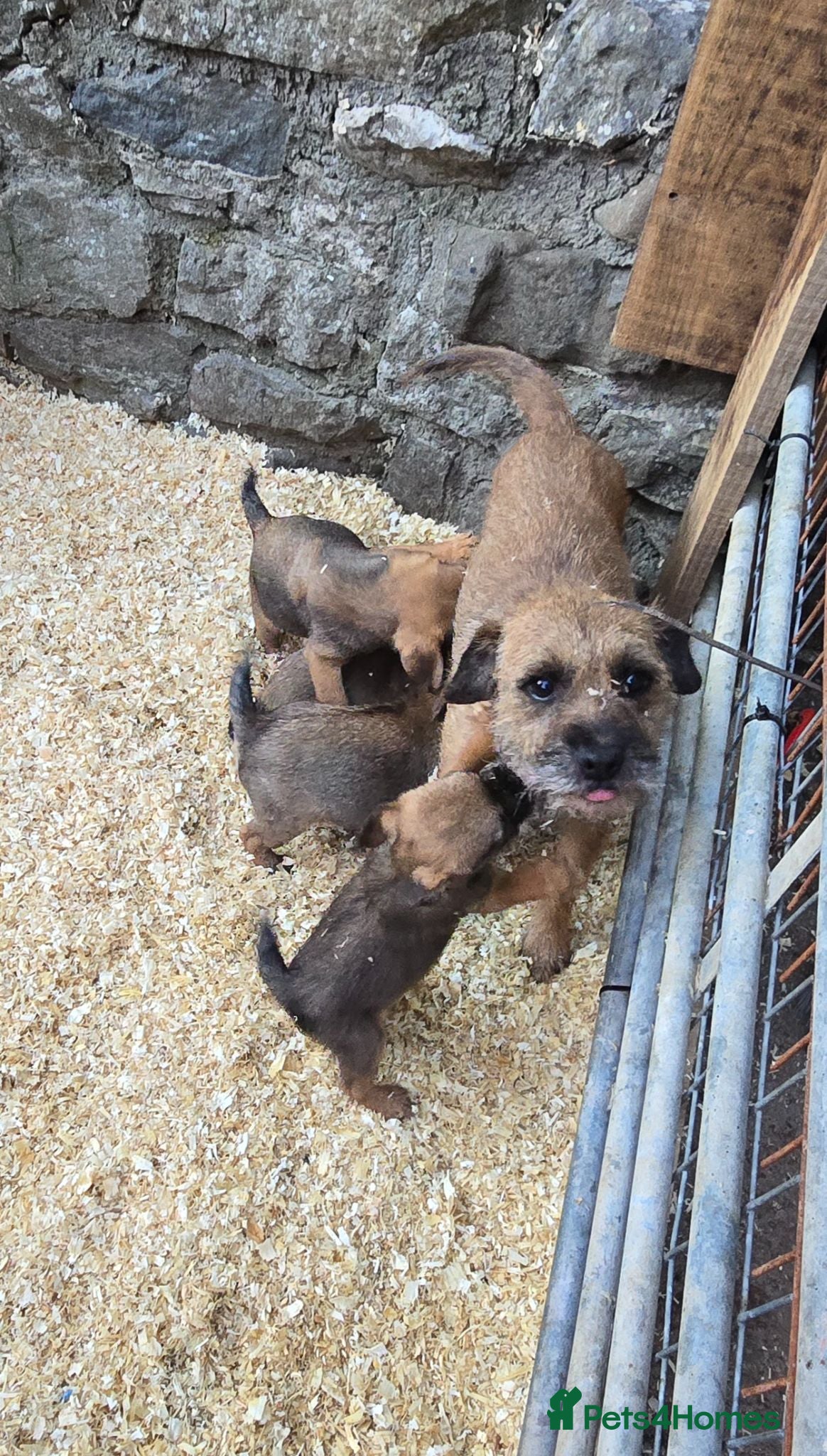 Border Terrier dogs KC border terrier pups. - Advert 2