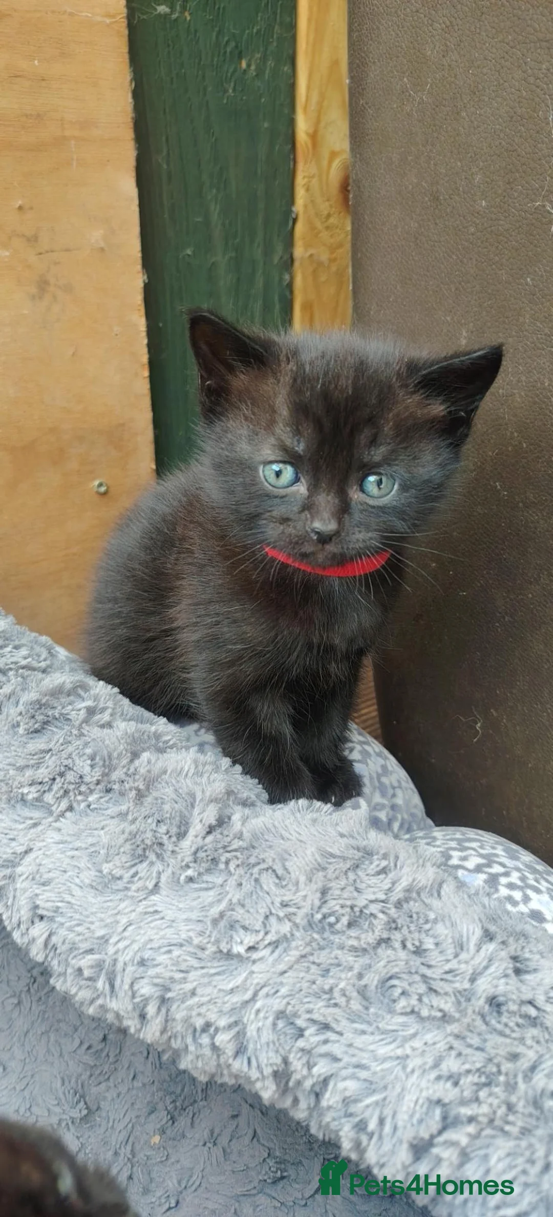 British Shorthair cats for sale: Two kittens seeking new loving homes - Advert 2