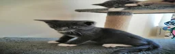 Russian Blue cats for sale: beautiful kittens😻😍 - Advert 15