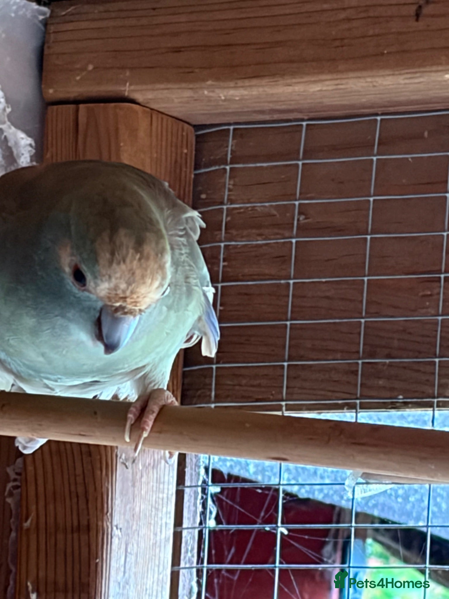 Parakeets birds Kakariki proven pair - Advert 1