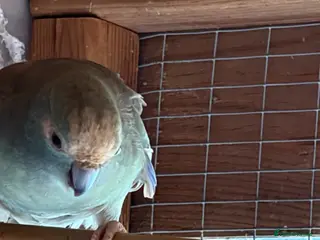 Parakeets birds Kakariki proven pair - Advert 1