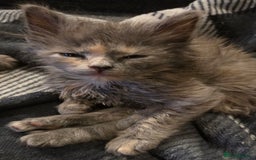 Nebelung cats for sale: 2 Grey Fluffy Grey Kittens For Sale - Image 2