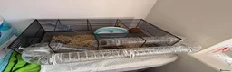 Hamster rodents for sale: Doddy little hamster  - Advert 3