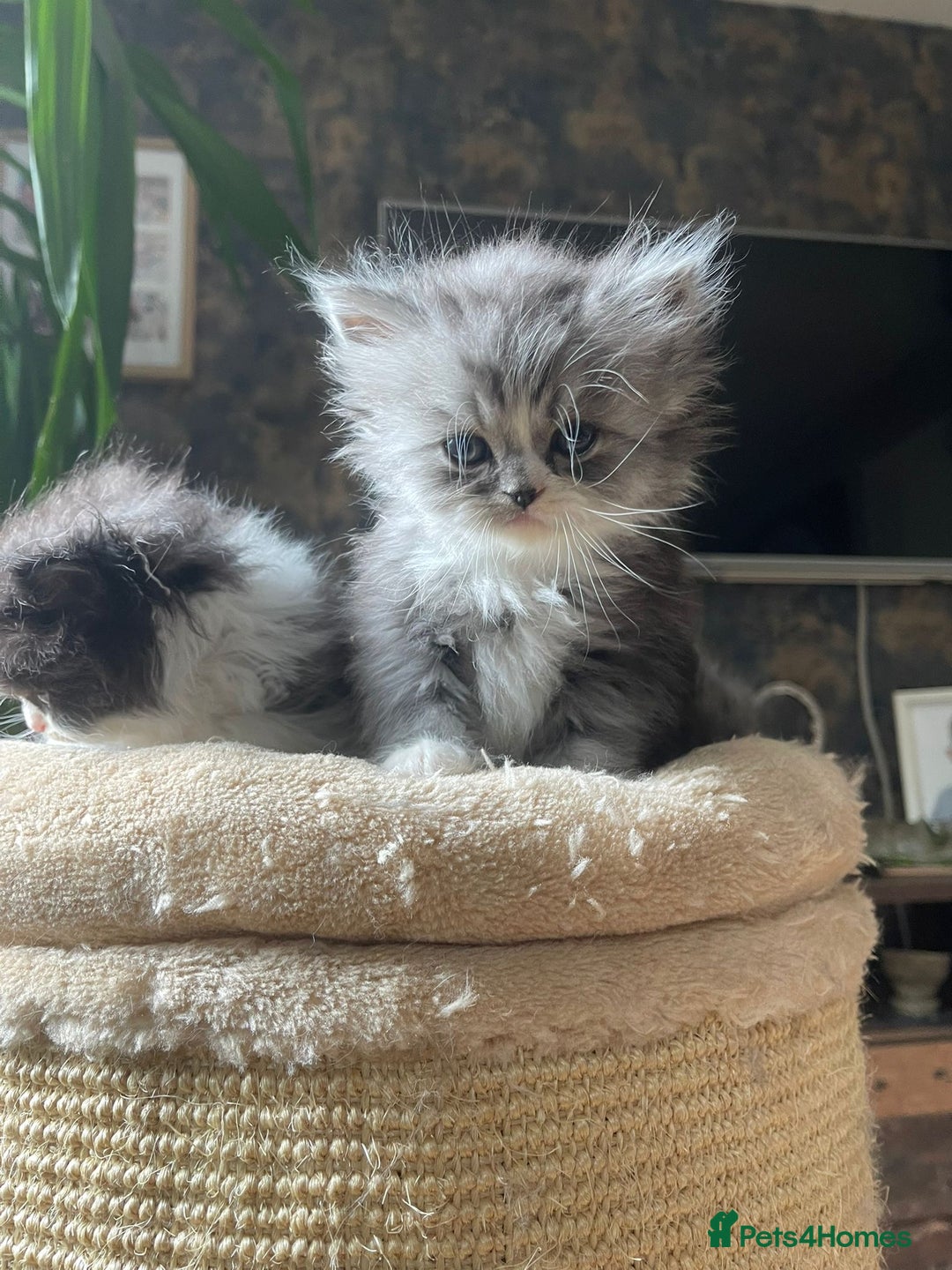 Persian cats for sale: Beautiful fluffy kittens very affectionate  - Image 6